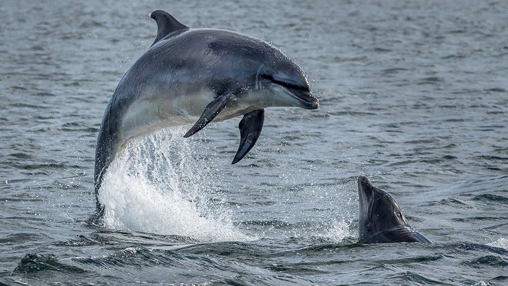 Dolphins at Inverness Scotland