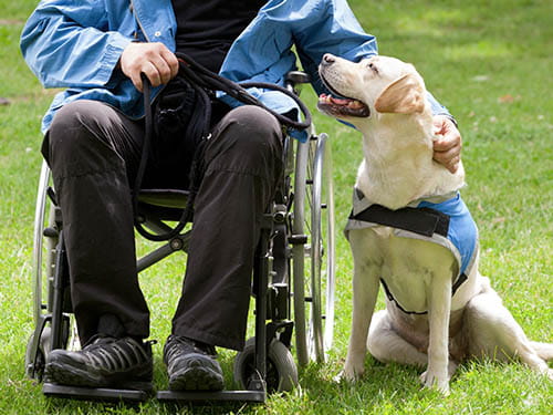 Man in wheelchair with his assistance dog
